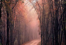 B体育：小基恩本赛季意甲16球，上位在佛罗伦萨做到的意大利球员还是罗西.